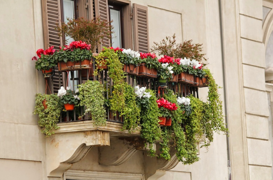 Jak dbać o kwiaty na balkonie?