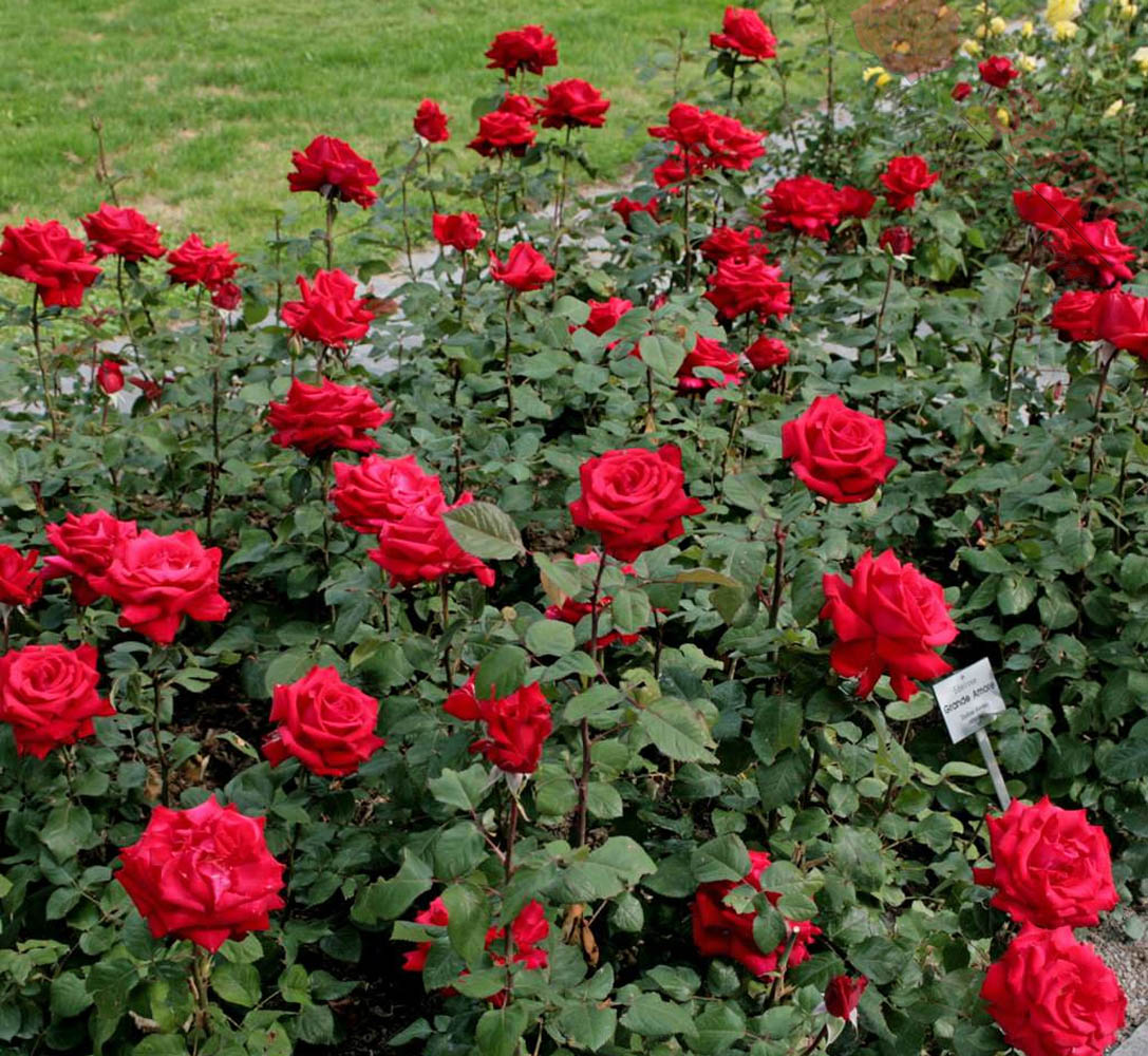 Odmiany róż ogrodowych i ich zastosowanie
